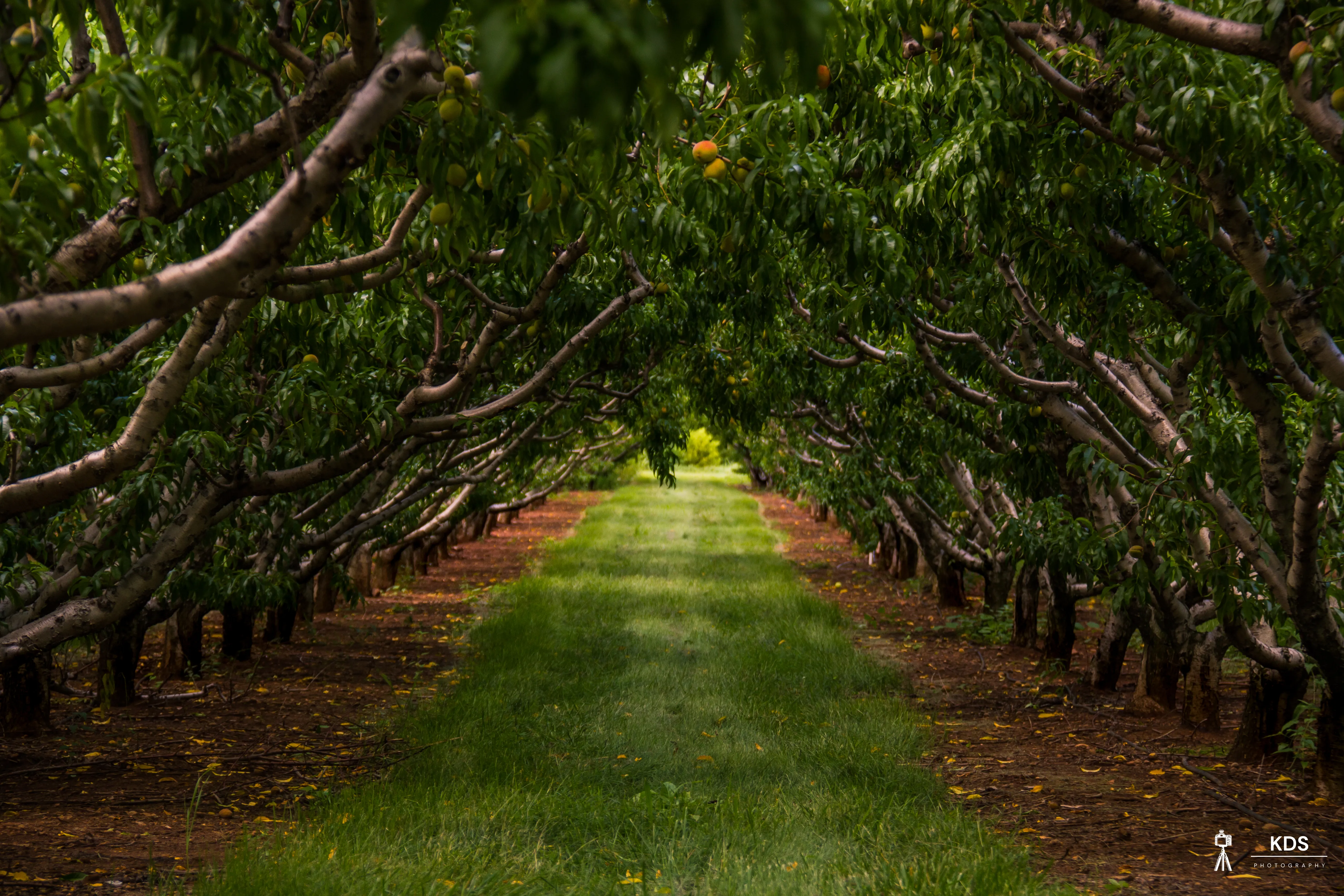 Peach Orchard III